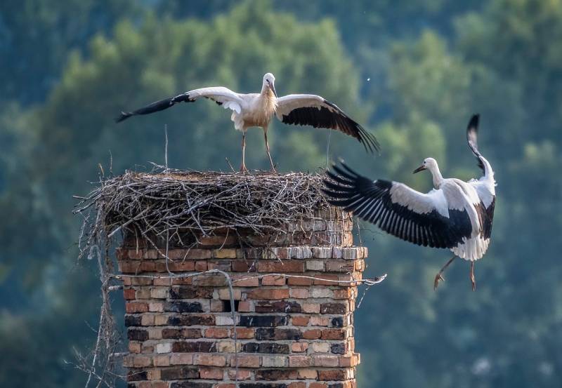 Professional Chimney Animal Removal Services in Buffalo Grove, Illinois