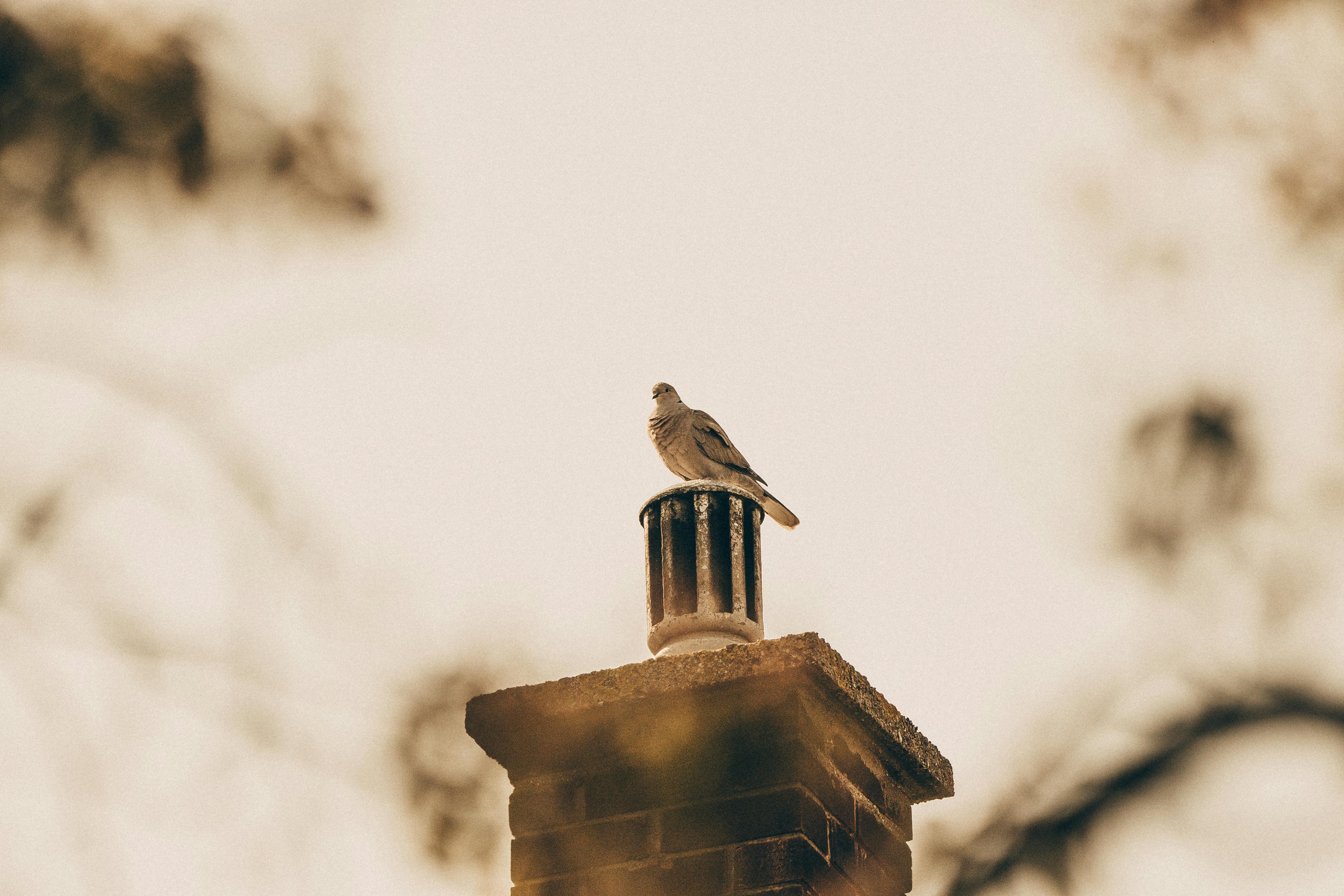 Expert Chimney Cap Installation in Buffalo Grove, Illinois